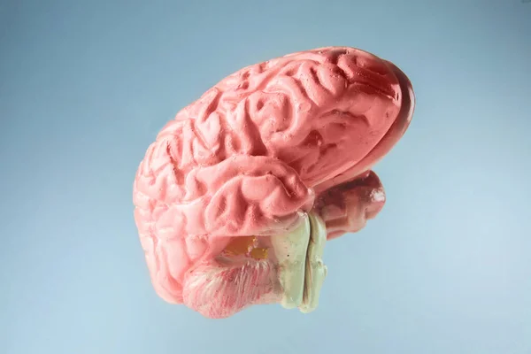 Cerebro Humano Con Fondo Brillante —  Fotos de Stock