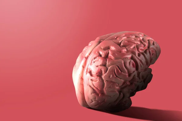 Cerebro Humano Con Fondo Rosa —  Fotos de Stock