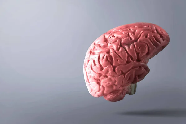 Ανθρώπινος Εγκέφαλος Μαύρο Φόντο — Φωτογραφία Αρχείου