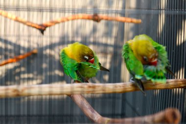 Aşk kuşu kafeste bir dalda duruyor.