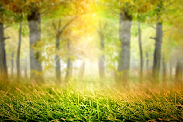 Bosque Embrujado Con Niebla Fondo Luz Solar Concepto Halloween — Foto de Stock