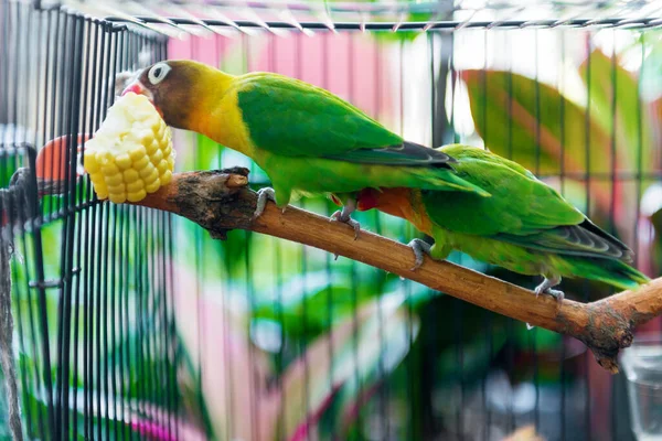 Lovebird Galho Comendo Milho Gaiola — Fotografia de Stock