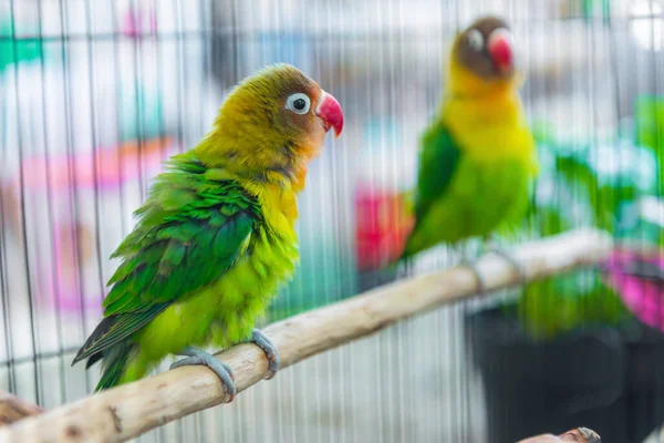 Lovebird Ramo Gaiola — Fotografia de Stock