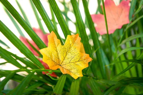 緑の植物に紅葉 — ストック写真