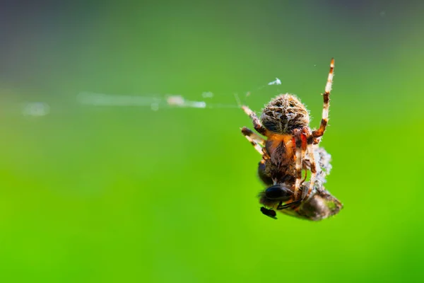 Primer Plano Araña Jardín Sentado Web Comiendo Víctima Mosca Casa —  Fotos de Stock