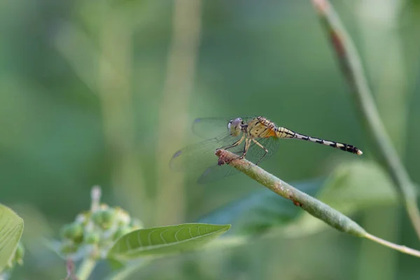 Dragonfly Närbild Närbild Trollslända Som Sitter Ett Löv — Stockfoto