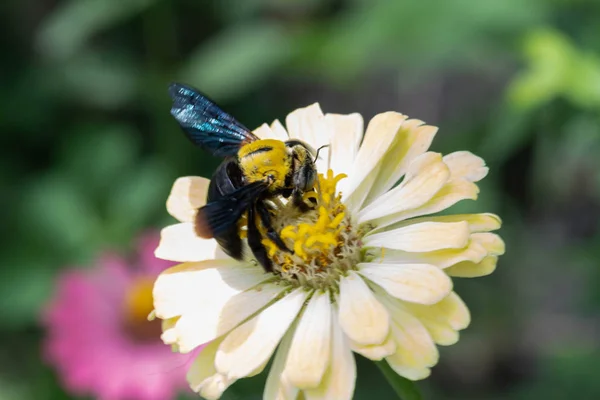 Close Abelha Coletando Néctar Uma Flor Violácea Zinnia — Fotografia de Stock