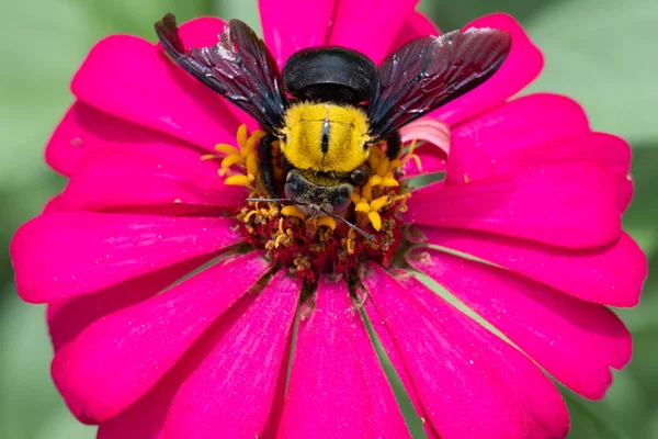 Closeup Της Μέλισσα Συλλέγει Νέκταρ Από Λουλούδι Zinnia Περιοχές — Φωτογραφία Αρχείου
