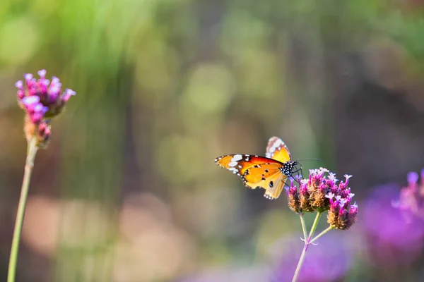 Profil Monarch Butterfly Karmienia Kwiatów — Zdjęcie stockowe