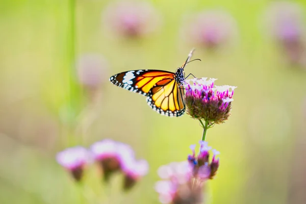 Profil Des Monarchfalters Der Sich Von Blumen Ernährt — Stockfoto