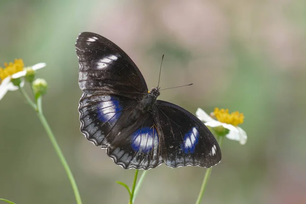 Zbliżenie Mężczyzna Motyla Bolina Hypolimnas Przed Dwa Małe Kwiaty Białym — Zdjęcie stockowe