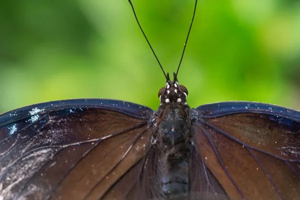 Closeup Male Hypolimnas Bolina Butterfly Isolated Shallow Depth Field — Stock Photo, Image