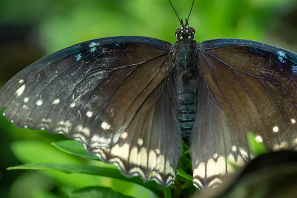 Zbliżenie Mężczyzna Hypolimnas Bolina Motyla Białym Tle Przez Płytkiej Głębi — Zdjęcie stockowe