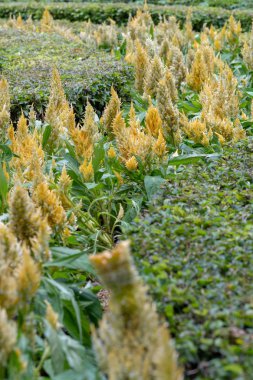 Sarı Celosia argentea çiçek çiçek Bahçe.