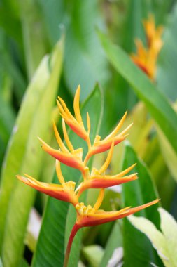 Heliconia psittacorum çiçek yaprak yeşil zemin üzerine çiçek açan.