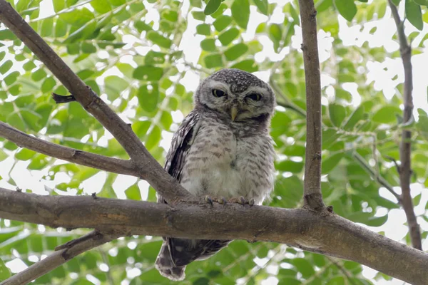 Плямистий Owlet Під Прямим Кутом Сидить Гілці Дерева Фоном Зеленого — стокове фото