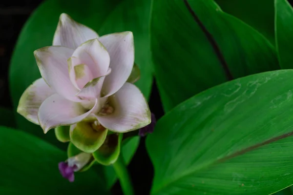 Fioletowy Kwiat Tulip Siam Curcuma Alismatifolia Kwitnienie Ogrodzie — Zdjęcie stockowe