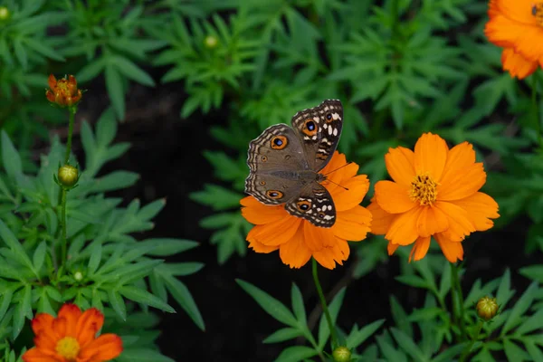 Муха Коммон Бакейе Junonia Coenia Близкая Цветкам Maxican Sunflower — стоковое фото