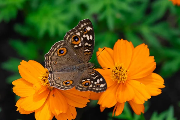 Муха Коммон Бакейе Junonia Coenia Близкая Цветкам Maxican Sunflower — стоковое фото