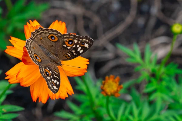 Муха Коммон Бакейе Junonia Coenia Близкая Цветкам Maxican Sunflower — стоковое фото