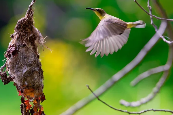 Sunbird Respaldado Por Olivo Volando Para Alimentar Los Polluelos — Foto de Stock