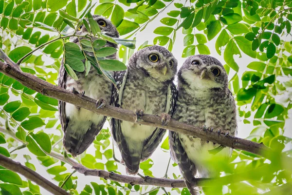 Spotted Owlet Sitting Angled Tree Branch Background Green Leaves Thailand — Stock Photo, Image