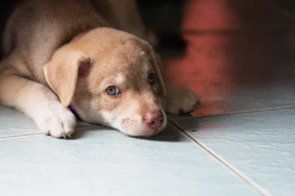 Curioso Lindo Spitz Golden Retriever Cachorro — Foto de Stock
