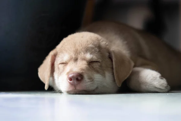 Daydream Lindo Spitz Golden Retriever Cachorro — Foto de Stock
