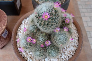 Mammillaria zeilmanniana familyasından bir kaktüs. Meksika'ya, nerede sadece Guanajuato bilinmektedir endemiktir.