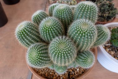 Kaktüs dikenli - çoğu tür kaktüsler çok değiştirilmiş yapraklar dikenleri sadece koruyarak gerçek yaprakları kaybettik. Otobur karşı savunmak yanı sıra, dikenleri hava azaltarak su kaybını önlemeye yardımcı akışı yakın kaktüs ve bazı sağlayan 