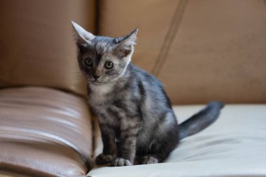 Küçük şirin gri kedi yastık üzerinde dinlenme.