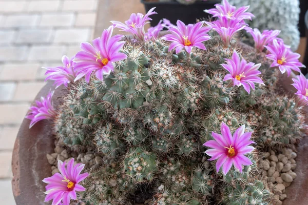 Mammillaria Zeilmanniana Uma Espécie Cacto Endémica México Onde Conhecida Apenas — Fotografia de Stock