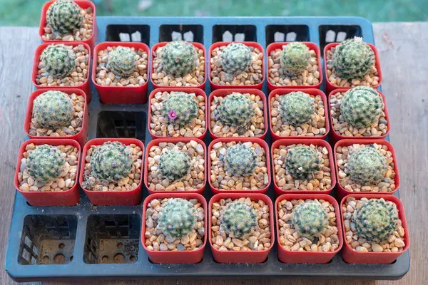 Cactus Pequeno Crescem Pot Top Pequeno Vista Cacto Casa Verde — Fotografia de Stock