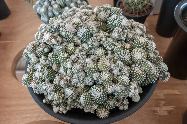 Mammillaria Zeilmanniana Est Une Espèce Cactus Elle Est Endémique Mexique — Photo