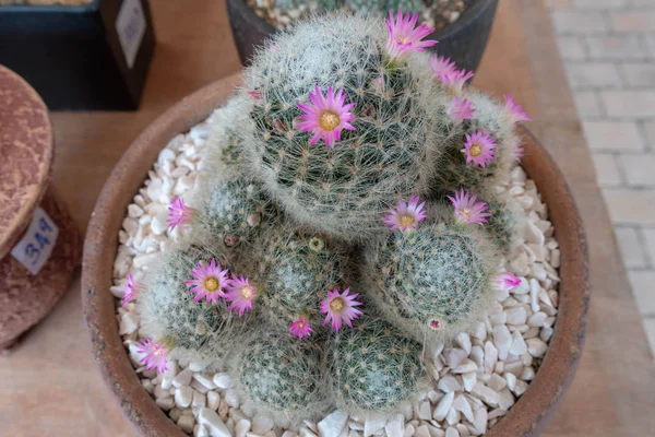 Mammillaria Zeilmanniana Uma Espécie Cacto Endémica México Onde Conhecida Apenas — Fotografia de Stock