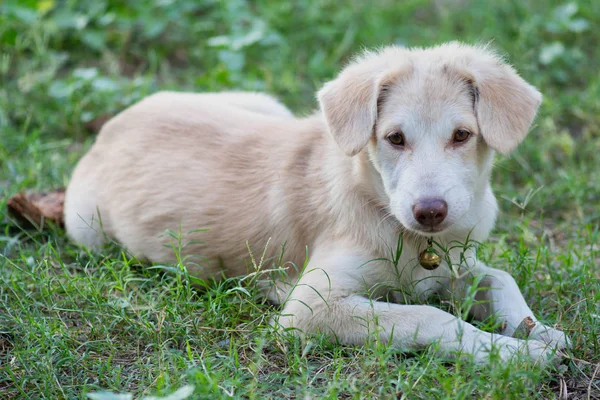 Playful cute spitz x golden retriever puppy