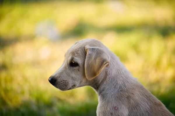 Lepra asiático cachorro perro — Foto de Stock
