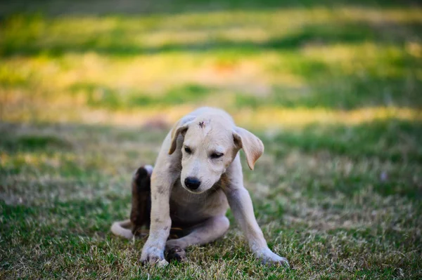 Lepra asiático cachorro perro —  Fotos de Stock