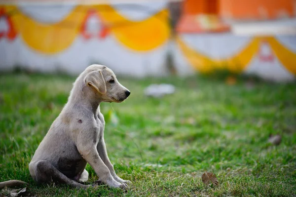 Lepra asiático cachorro perro — Foto de Stock
