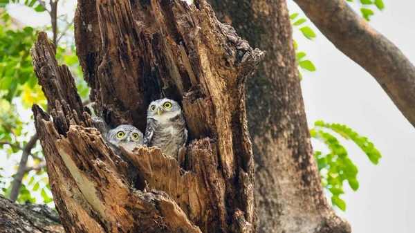 Casal de pássaros que vivem como famílias estão localizados nas cavidades o — Fotografia de Stock