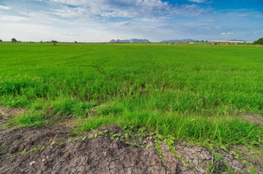 Tayland'da pirinç tarlaları ve gökyüzü.