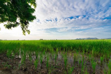 Tayland'da pirinç tarlaları ve gökyüzü.