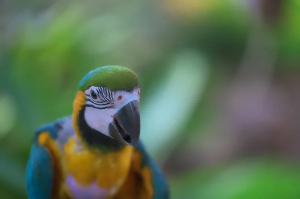 O Macaw. Atento, colorido . — Fotografia de Stock