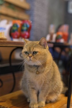 Sandalyede oturan sevimli kedi boş görünüyor.