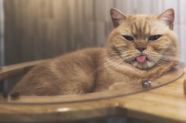 Şirin kedi uykulu görünüyor.