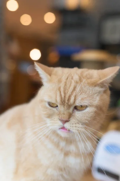 Adorável bonito gato olhar sonolento — Fotografia de Stock