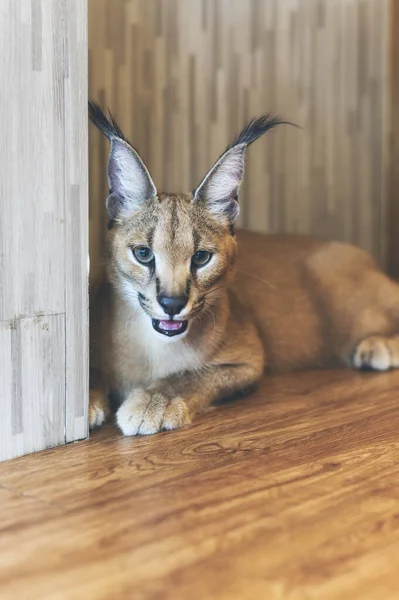 Caracal, lince africano. Gato selvagem bonito no habitat da natureza, Bot — Fotografia de Stock