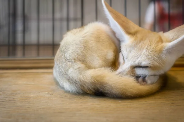 Piękny słodkie Fennec lis śpi — Zdjęcie stockowe