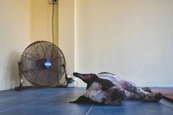 American Bully Perro Con Dermatitis Dormir —  Fotos de Stock