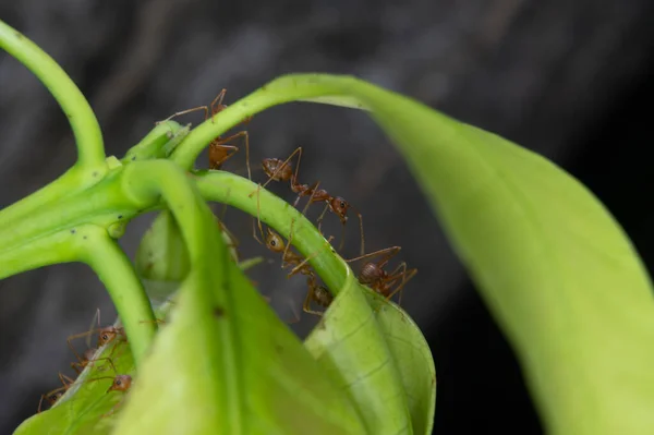 织造蚂蚁在树叶上行走的宏观照片 — 图库照片